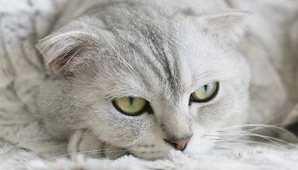 探索信息咨询服务中的深度之美